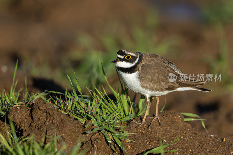 小环鸻(Charadrius dubius)